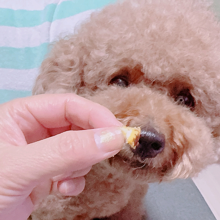 お風呂を頑張ったご褒美を見せないと

こっちを見ないくらい

ムカついてそうです

一つ前の写真、しっぽ垂れてるしね





