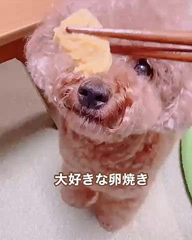 卵焼きの端っこをもらえて

はふはふして気持ちが先で上手く食べられない

不器用なわんこ





