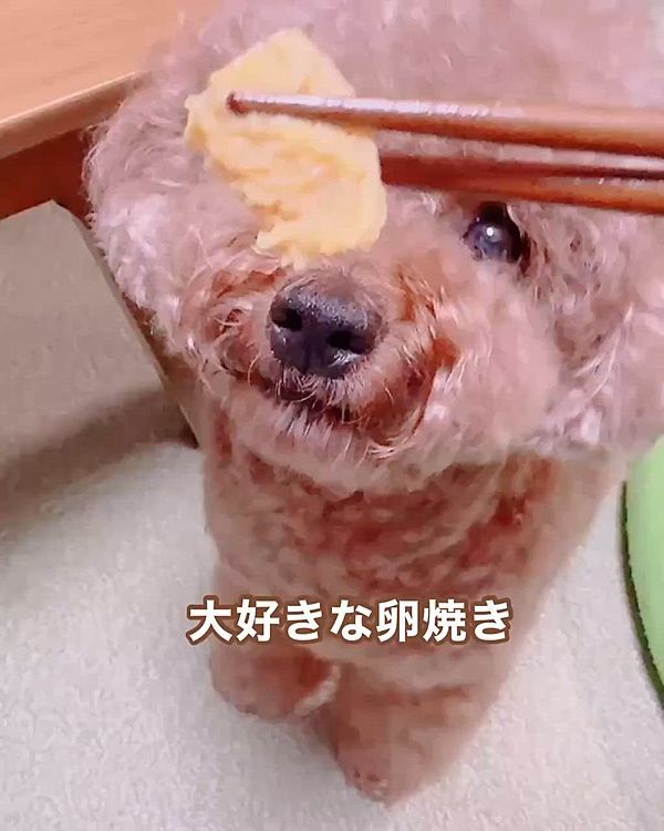 卵焼きの端っこをもらえて

はふはふして気持ちが先で上手く食べられない

不器用なわんこ





