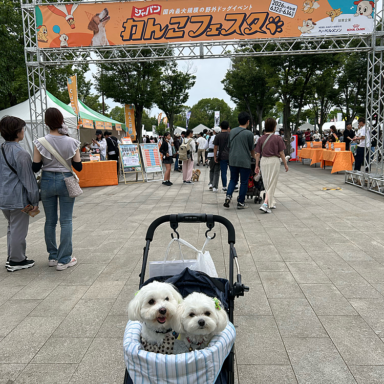 今月はわんこフェスタに行きました☺️すごく可愛い子や🩷珍しい子が沢山居てすごく楽しかったです♪また冷えクッズ買いました☺️人間より快適です
