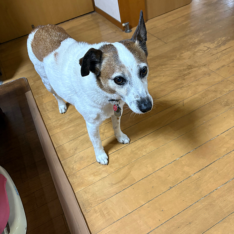 今日も
いー匂いが
ふわふわ漂います♪♪♪