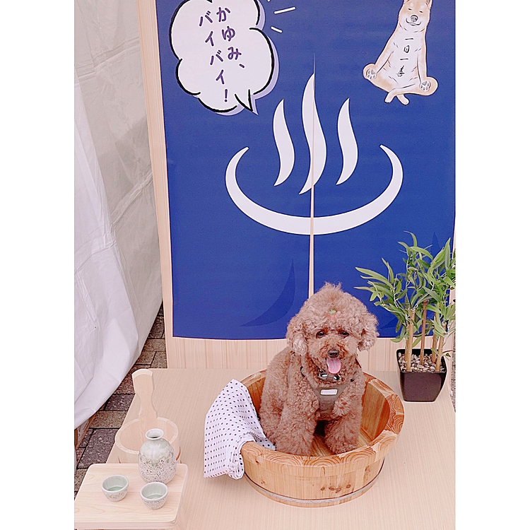 ここでは何も買ってないし、

くじも引かせてもらったとこ

そういえば、たくさーん買ったのに

買ったところにフォトブースなかったかも！

アレルギー対策のフードとか見て

おやつたくさん買いました！










