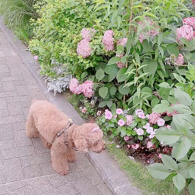お台場はアジサイが色んな種類あって

通りの横がキレイにお花が植ってて

とてもオシャレでした

と、思ったら植えてる方がいて

この人のセンスだろうなって

ありがたやー




