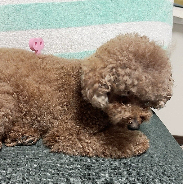 ネジ付いてるけど、ご飯食べないと動けないぬいぐるみ

フェスで買ったカンガルーのフード

ちょっとご飯に混ぜたら、その分だけ吐いた😵‍💫

ちょっとでそれ〜💦









