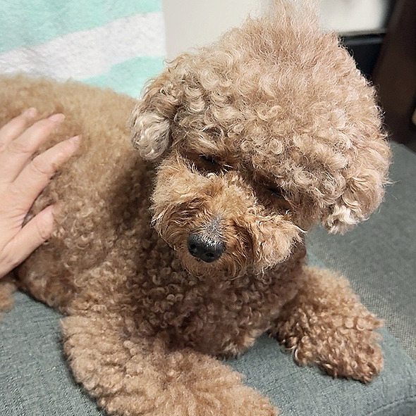 具合悪くなくても吐くとショックを受けるライちゃん

30分くらいしたら

吐いた分が空いたからクレクレ言ってて

夜間の病院には行かなくて済みそう





