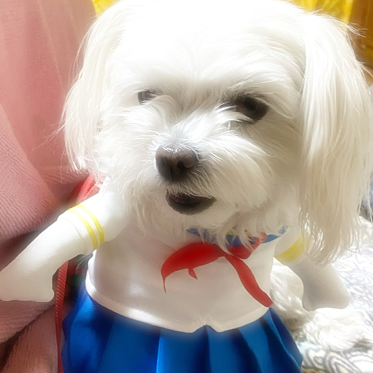 スケバンココです笑