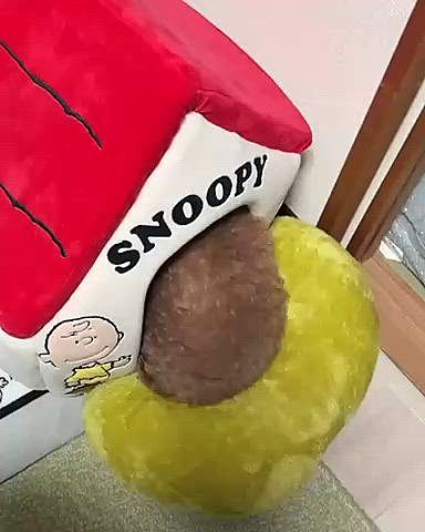 たぬきのおちり

トリミング前です











