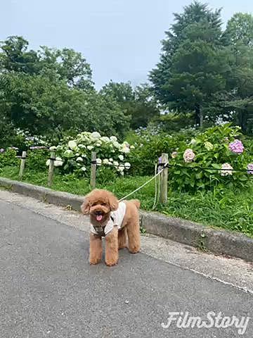 先々週はトリミング終わりに紫陽花の咲く公園へ🚲
年々スカスカになっている気がするけど今年も行けて良かったです🩵💜🩷