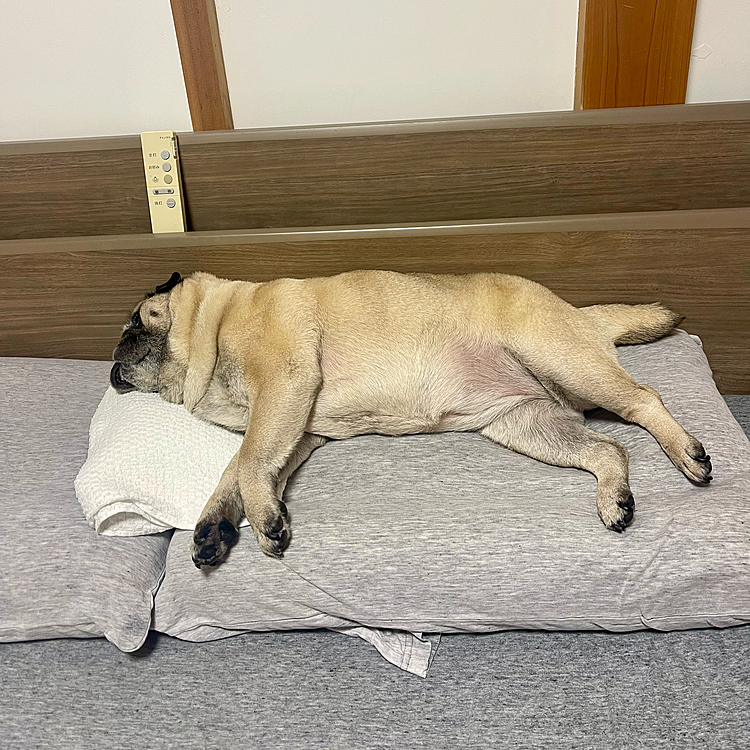 とうちゃん枕がなくて首が痛いです😓
