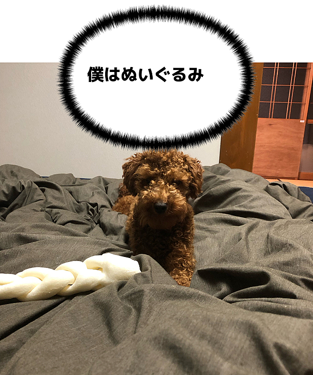ルカくん見事にぬいぐるみになりきってます