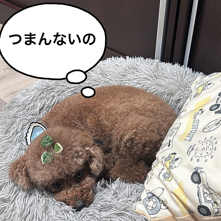 こうやって、

テレワークしてる横で待ってたもんねー






