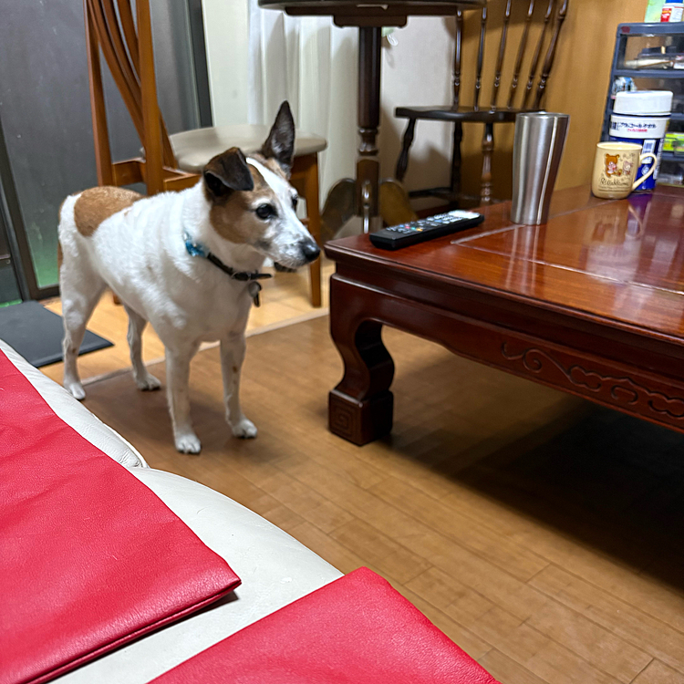 ちょっと下がって更に警戒中👀