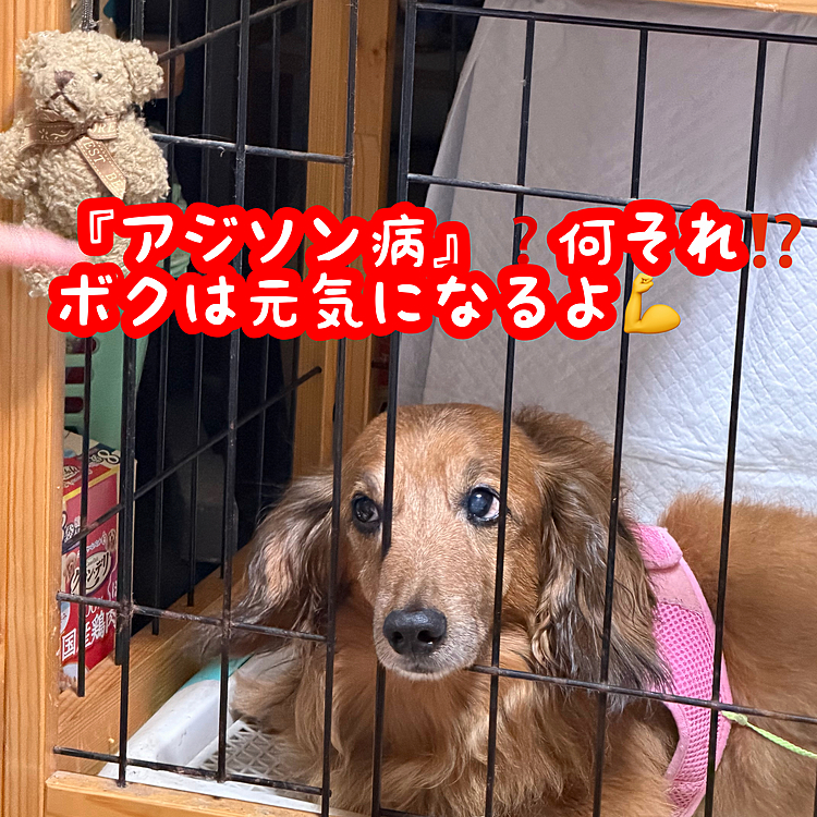 おはようございます✋
昨日のココﾁｬﾝ🐶
今週頭位から何か食欲も無く目が虚ろだったりしてたので､仕事終わりに急いで病院直行🚗³₃診察してもらいました💦
結果として『アジソン病』という極めて珍しく進行次第で死に至る病気の疑いがあるとの事で今日再検査になりました🥺(アジソン病に関しては各々ググって貰えれば🙏)
でも帰宅後のココﾁｬﾝ🐶は至って元気になってました😄
どぉか皆さんの元気を少しだけ分けて下さい🙏
ココﾁｬﾝ🐶元気玉ぶっ放しますので🙇‍♂️🙇‍♂️🙇‍♂️
 #ヘルニア犬 #リハビリ犬 