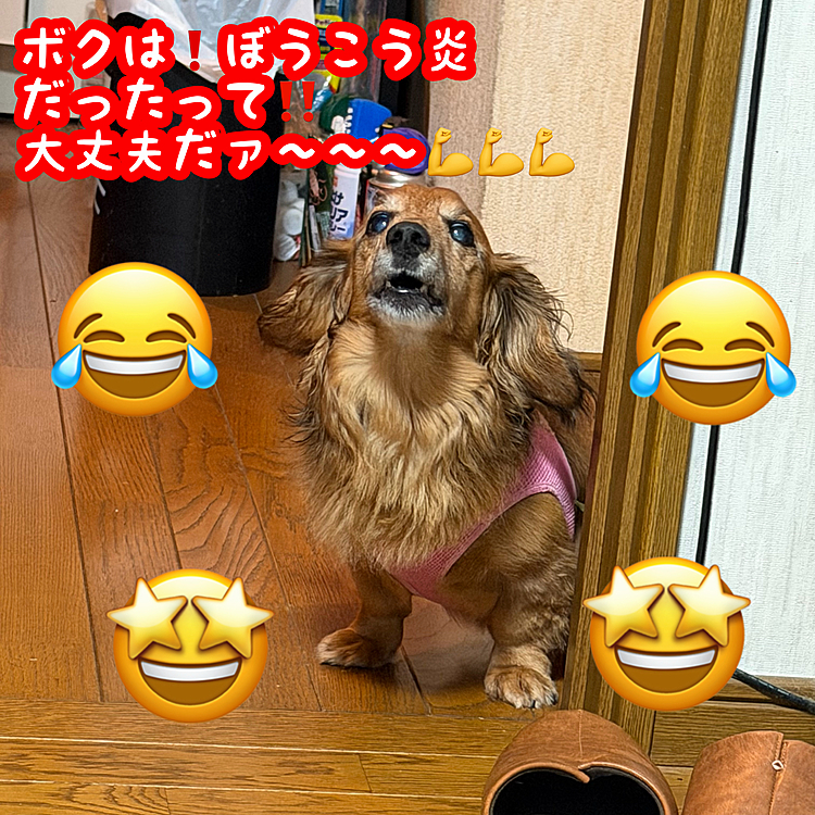 昨日の続報💡
本日再検査を終えて先程ココﾁｬﾝ🐶をお迎えに行き､先生からの診断結果は…『膀胱炎』でした😳😳😳
『アジソン病』の疑いは完全に晴れたとの事でした☀️☀️☀️
これから1週間の投薬治療とオシッコの搾り出しを命じられましたが､コレで快方に向かうなら頑張らないとです💪💪💪
皆さん､ちょっとづつの元気をありがとうございます🙏
ココﾁｬﾝ🐶でっかい元気玉をぶっ放せそうです💪💪💪