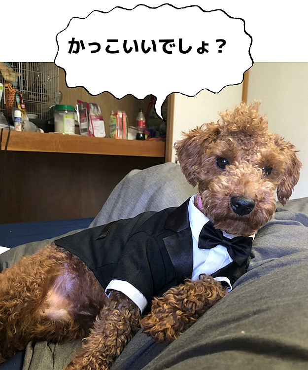 ルカくんタキシード着てみました！