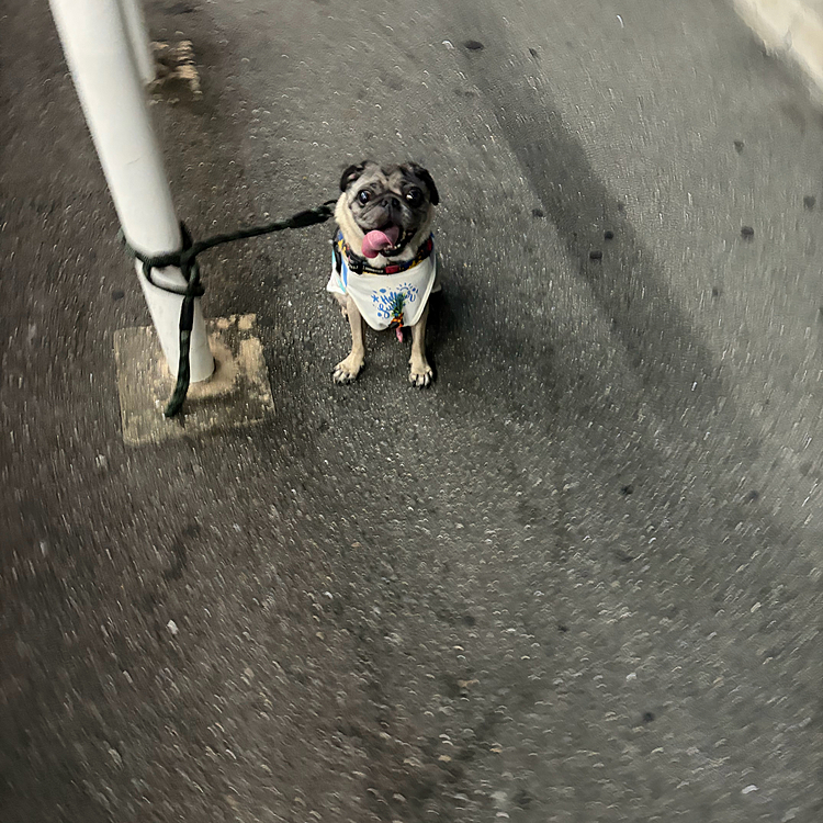 暑くてもお散歩🚶頑張ったね🚶♡