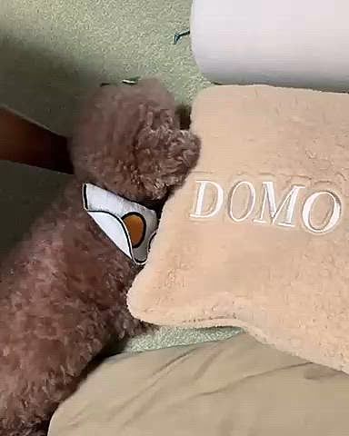 クッションとテーブルの足の間に挟まって

ガム食べてます

このときは、まだ体重が増えていることを知らず

二重に巻いてるガムを分解して２回あげてます

DIMOTOのクッション、中にブランケット入ってて

冬のお出かけにいいかなと買って

そのままです😅






