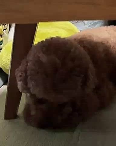 湿度が高くなるとお手手に赤くただれた

カイカイができてしまいます

カイカイ注射か、年１のワクチン接種か

迷ったけど

どのドクターもカイカイ注射は

そのうち期間を空けていったらいいと言うので

ワクチン接種にしました

そしたら、お手手カイカイが始まった💦




