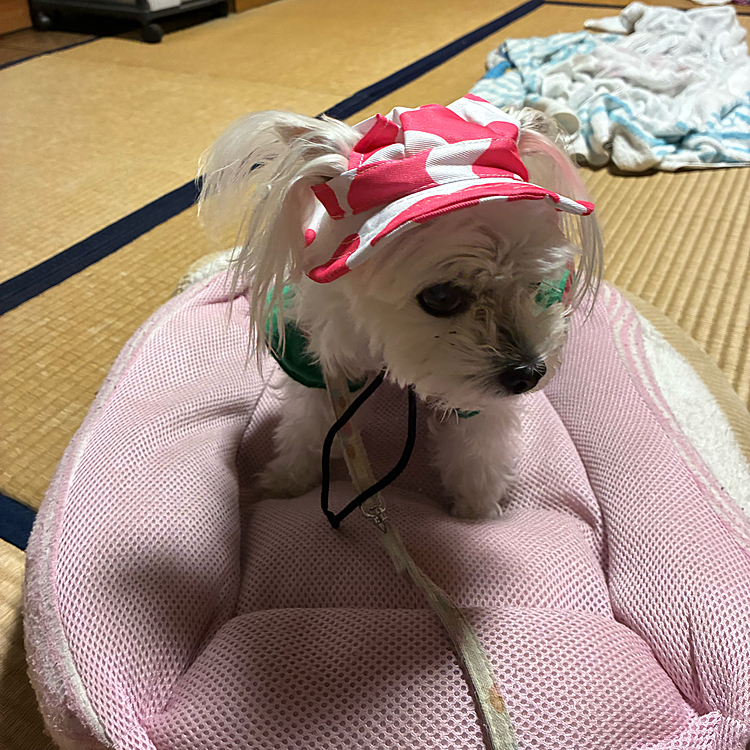 熱中症対策の帽子です