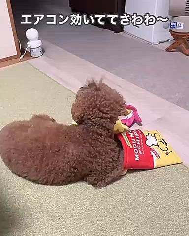 夜のお散歩暑くて行けなくて

ちょっとつまんなくて

でも、お家はエアコンがさわさわしてて

眠たくなる〜




