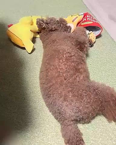 赤ちゃんのときよくやった、

寝ながら遊び

こーゆーの撮りたいのに撮らせてくれなくて

今回は盗み撮りに成功しました！





