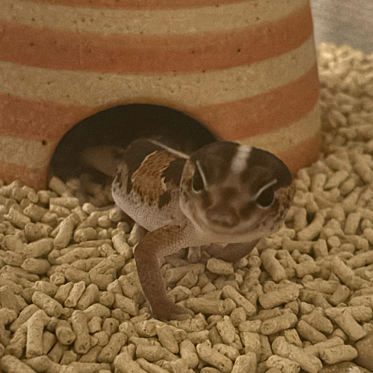 主を見ると「餌か？？」と出てくるラテち