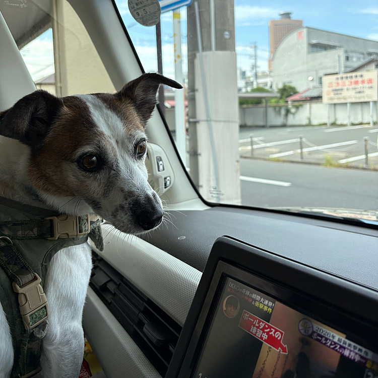 翌日の日曜日
2週間ぶりのトリミングに

