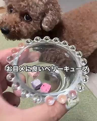 ミックスベリーキューブ

お目めにいいかな？

おやつだし、あまり関係ないか

３つあげたけど、ふた口でいったね

わんこにありがち






