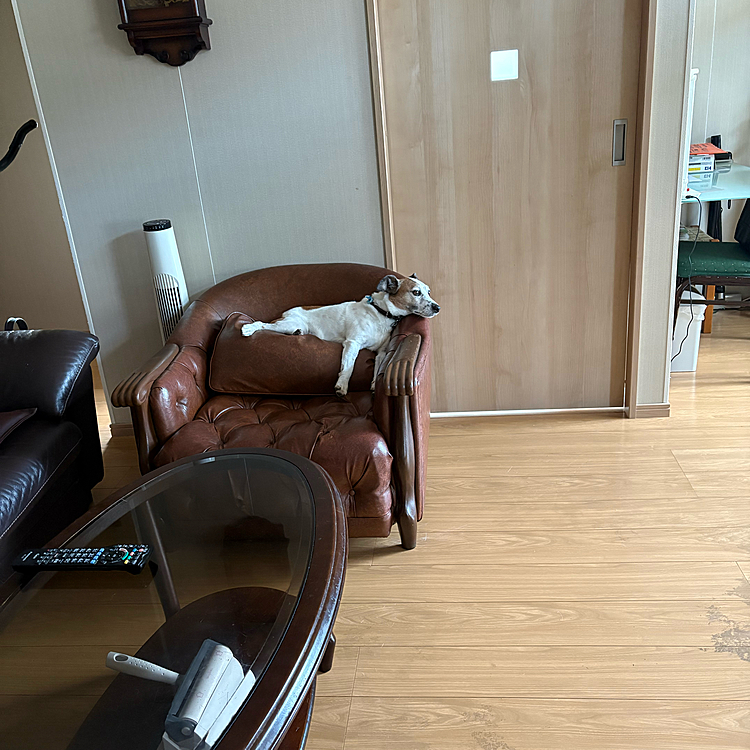 プールが無いので
仕方なくソファー🛋️で涼むタイガー🐯
でした