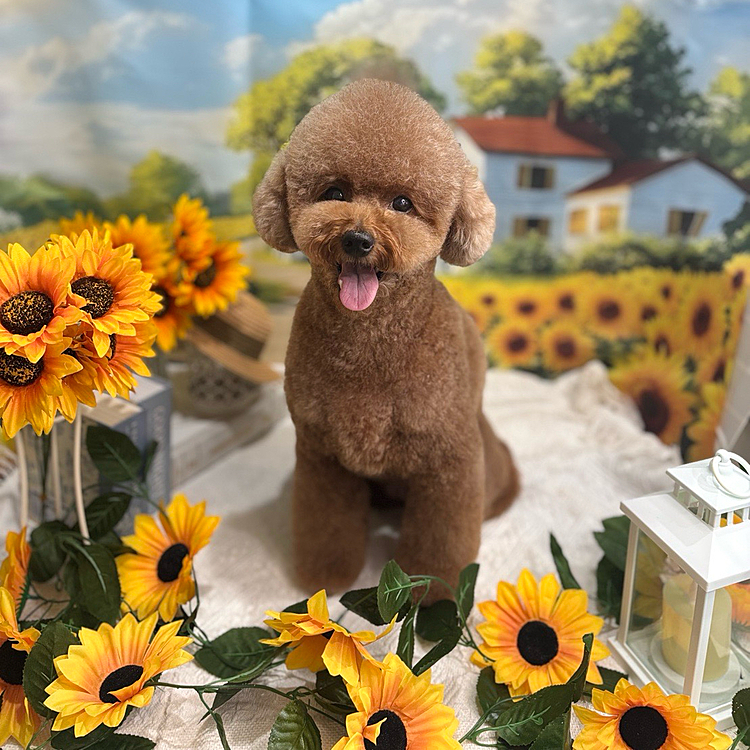 トリミングに行ってきました

８月はひまわり🌻ですね





