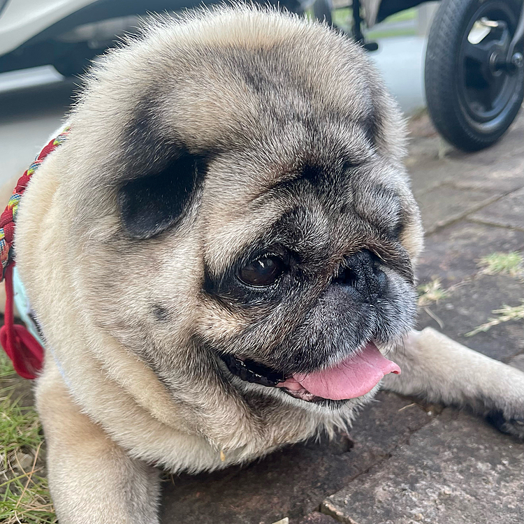 朝んぽ🐾　5:10スタート☀️
やっぱり暑かったです🥵