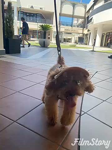 週末には店内🐶🆗のお店ばかりのアウトレットに涼みに行きました♪
ゴールドストーンアイスクリーム今やこの1店舗のみになっているそうです🍨
その後は車のディーラーへ（この日のメインはこっちでした）寛ぐばかりか寝る始末💤
翌週は店内🐶🆖ばかりのアウトレット💦
店外で待たなくてはいけないので夜になってから行きましたが割と涼しかったし、入り口ギリギリにカートを置いたりアイスノン敷いたり暑さ対策は万全で挑みました😉