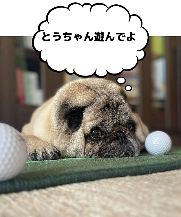 パットの練習邪魔してます🐽