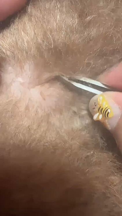 またもやライちゃんの角栓がとれました

同じ日に２つ

これはお尻の近くです

左上に白いニキビもあります






