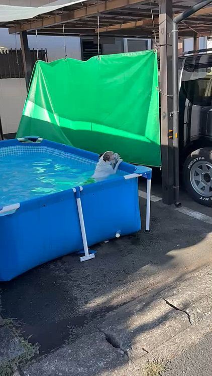 いよいよプール片付けの夕方が近づき
私がプール入れて
出して
遠くの公園へ
設置する時も
嬉しすぎてワンワン毎年うるさいので
遠くに出掛けている間に
設置しましたが
片付けも
片付けないでーーーとワンワンうるさいので