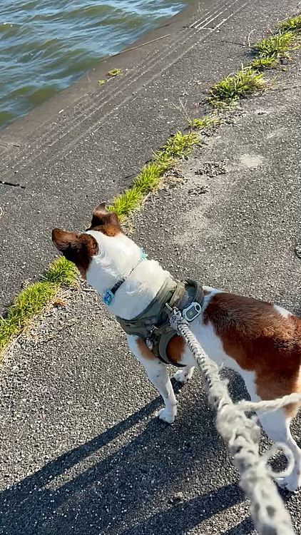 遠くの公園散歩中