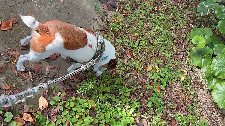 時間をかけて
プール掃除と水抜きと解体終わるまで帰れないので、いつもの公園にも立ち寄りお散歩
虫🐞🐛🐝だーい嫌いな私、、🥲
セミがあちこちで鳴いているので
めちゃくちゃビビってお散歩してます😅