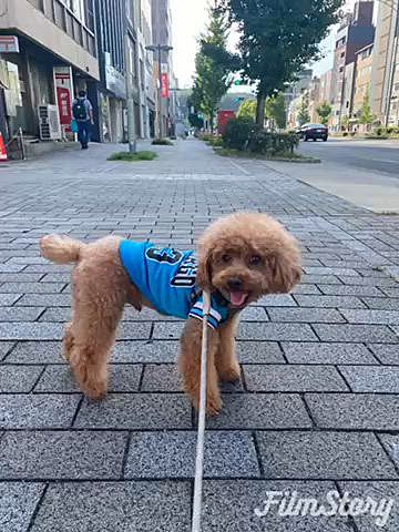 日向は暑いので朝夕日陰のみのお散歩🐾
クン活ばかりで進まないので魔法の言葉○○ちゃん（母）家行く？と聞くとズンズン進みます💦
スイカをウマウマ🍉
ある日は実家に向かっているとパパさんから帰るよとLINE📱
実家に向かってると伝えると俺も行く！と合流しコーヒーとカステラ貰ってご満悦👨
ハッピーは梨を貰ってご満悦🍐
似た者親子😆