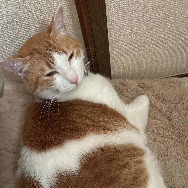 ねむそう
