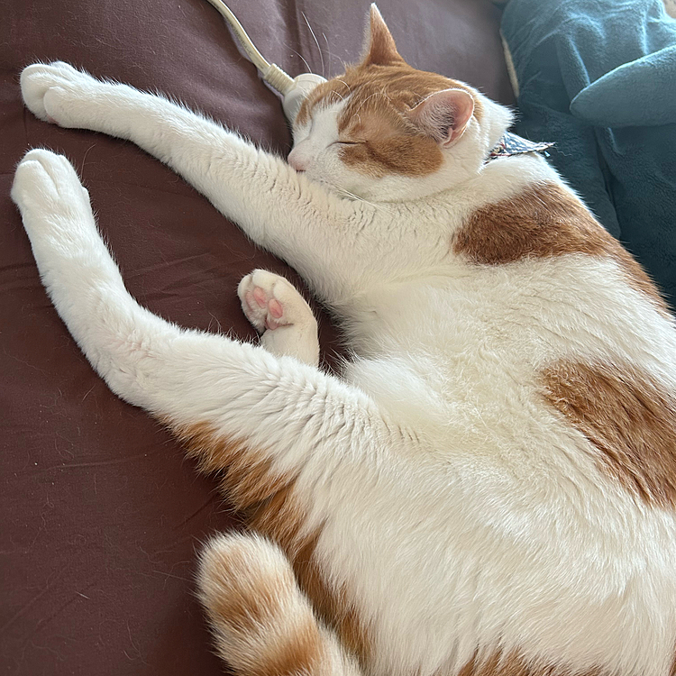 ( ˇωˇ )