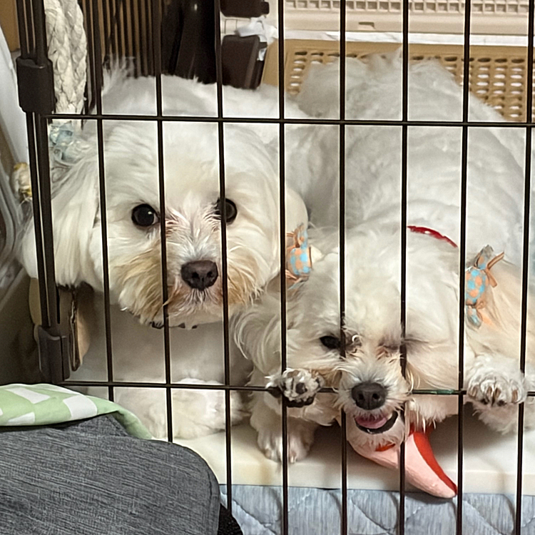 今日はれあちゃんの2歳の誕生日🎊初めてのチワワとプードルの🐩ミックス犬で最初は大変でしたが💦今ではお兄ちゃんのことが大好きなビビリの甘えん坊くんになりました☺️
これからもよろしくお願いします☺️