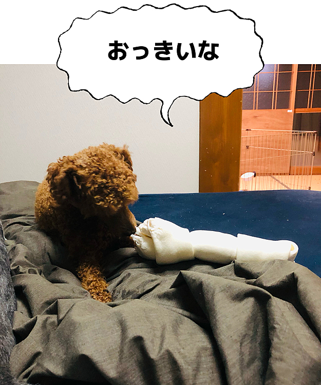 おっきい骨ガム噛めるかな？
