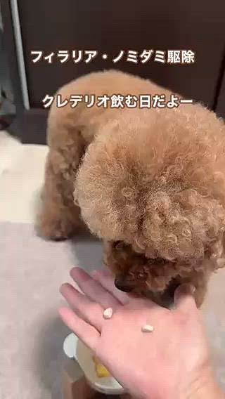 クレデリオを飲ませました

と、トリミングサロンにいつ飲ませましたと

告知するルールも出来・・・

ノミダミ駆除の推奨は一年中だそうです

と言っても必須は4月〜12月まで

ノミダミ付けてる子を預ける人は無さそうなサロンだけど、

だから逆に厳しく管理してますという姿勢を見せたいのかな？

それともノミダミ付けたペットが来てルールが決まったのかな？

トリマーさんも咬まれる恐れもあるし…ね










