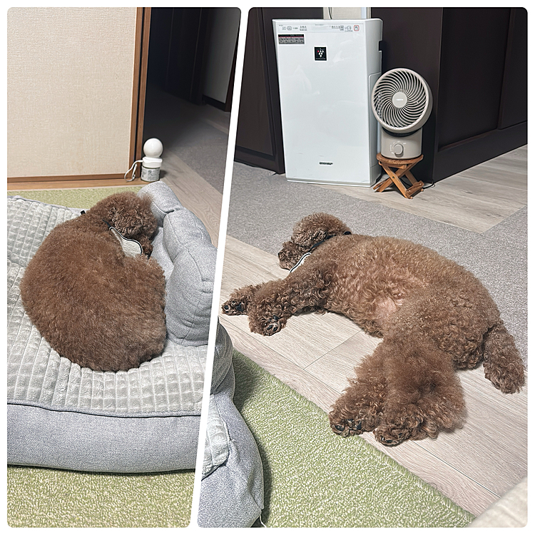 丸まって寝てるから

寒い？

と思ったら

すぐにびよーんってなってた

丸くなって寝てるとなんだか可愛い❤️







