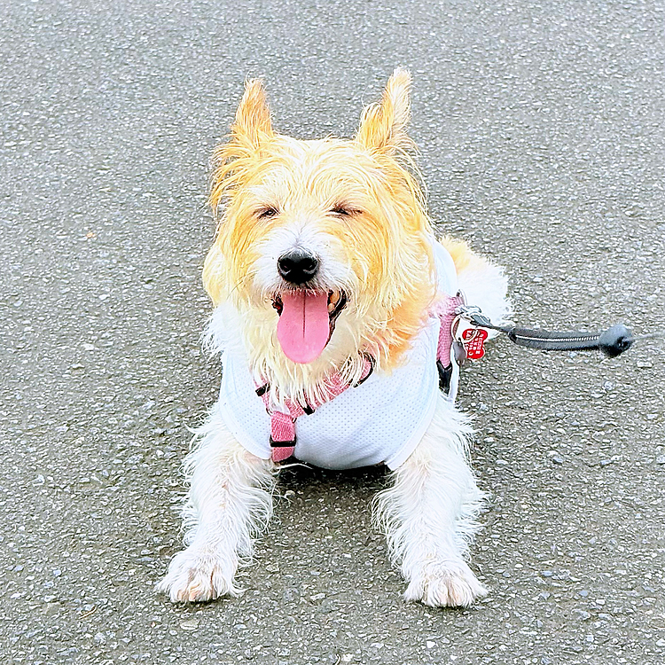 休憩しながらお散歩🐶