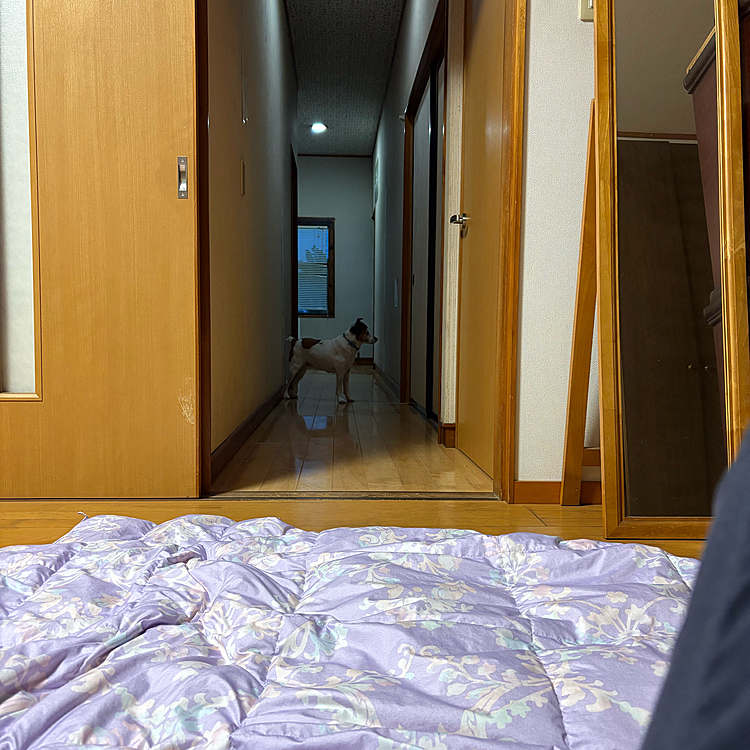 夫を隔離してるところに
タイガー🐯のベッド🛏️があるので行きたい