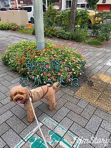 昨日は15時半頃から結構降り続け市内の至る所で冠水💦
我が家は高台でマンションも坂の1番上にあるので大丈夫でしたが地下駐車場が心配で見に行きましたが全く問題無く一安心😮‍💨
しかし17時過ぎに地下鉄とバス全線がストップしてしまいパパさんは帰宅難民に😱
車通勤の同僚に送ってもらい帰宅したのは23時半でした😩