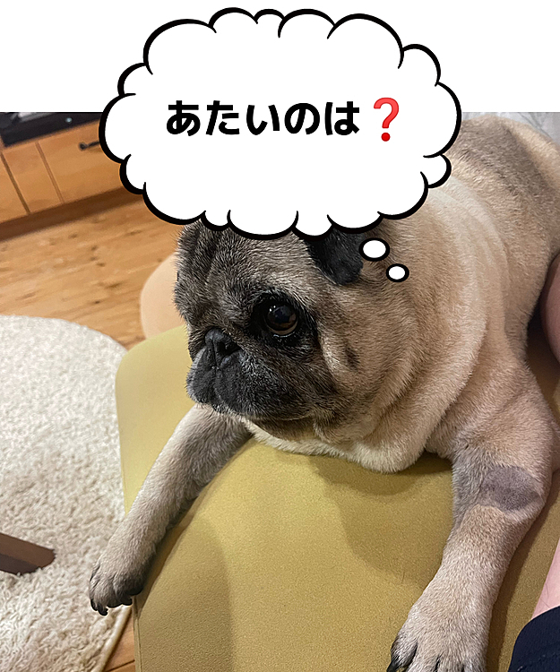 とうちゃん＆ママさん、かわいいTシャツをポチッとしました🤗
