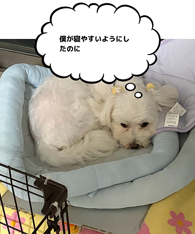 れあちゃんに好きな場所を奪われて😭しょうがなく2番目に好きな場所で寝る😴優しすぎるぼんちゃんです☺️