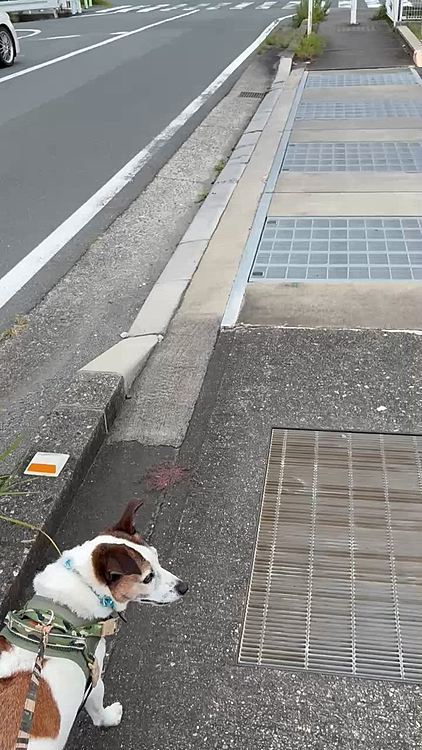 今日もお散歩
3日続けて行くのは久しぶり